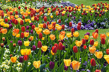 spring melody, nature, flowers, colourful, tulips, spring, park HD wallpaper