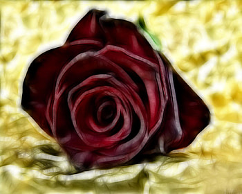Rose HD wallpaper