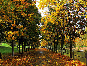 walk in the autumn park, walk, park, october, leaves, yellow, autumn, road, nature, romantic HD wallpaper