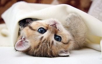 Animals, Cats HD wallpaper