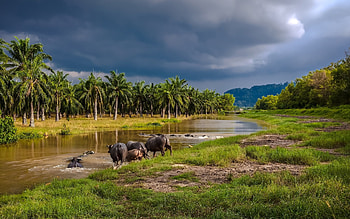 African Buffaloes, animal, river, buffalo, african buffalo HD wallpaper