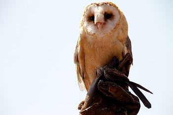 Animals, Owl, Bird, Sit, Predator HD wallpaper