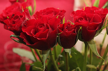 ❤️, Flowers, Roses, Bouquet, Red HD wallpaper