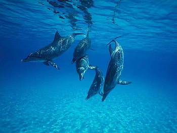 Dolphins, sea, underwater, animals HD wallpaper