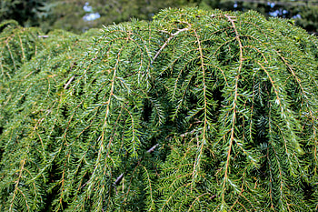Canadian hemlock, Evergreen tree, Nature's marvel, Verdant forests HD wallpaper