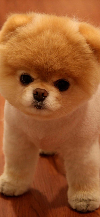 Pomeranian, Delightful companions, , Playful puppy HD phone wallpaper