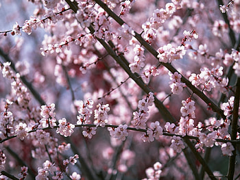 Plants, Flowers, Cherry, Sakura HD wallpaper