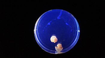 In a different world, couple, jellyfish, round, water HD wallpaper