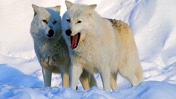 Dynamic arctic wolf, Striking visuals, perfection, Visual delight HD wallpaper