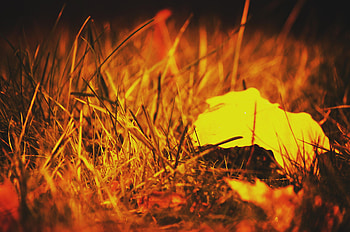Golden November, autumn, leaves, gold, fall HD wallpaper