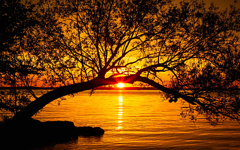 Nature, Sunset, Sun, Twilight, Lake, Wood, Tree, Dusk, Sunlight, Sun Rays HD wallpaper