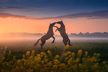 Horses Dancing Sunset, horses, horse, animals HD wallpaper