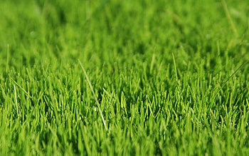Grass, Macro, Light, Surface, Light Coloured HD wallpaper