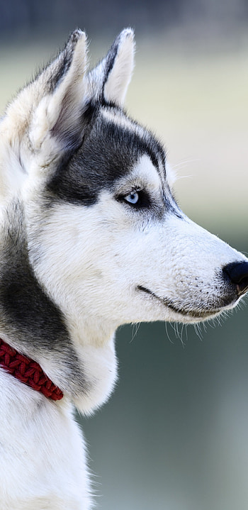 Husky, Dogs HD phone wallpaper