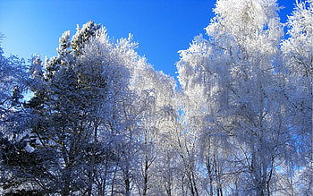 Winter, Nature, Trees, Sky, Crown, Frost, Hoarfrost, Gray Hair, I See, Crowns, Clear HD wallpaper