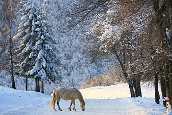 Winter Forest, horse, path, bulgaria, forest, vratza, mountain HD wallpaper