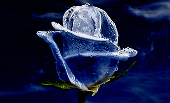 Ice rose, rose, magic, cold, water drops, ice HD wallpaper
