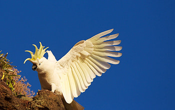 Animals, Background, Parrots, Bird HD wallpaper