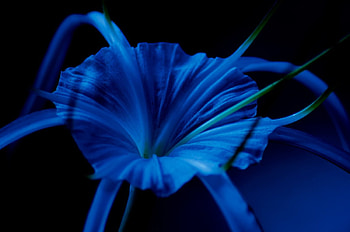*, FLOWER, NATURE, MACRO, BLUE HD wallpaper