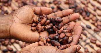 Home cocoa powder, China's finest, Premium quality, Versatile ingredient HD wallpaper