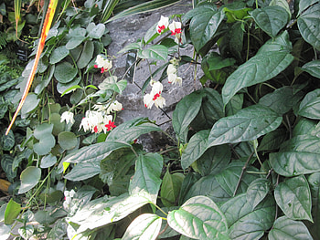 A fabulous day at Edmonton garden 14, white, leaves, graphy, green, red, Flowers HD wallpaper