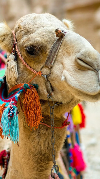 Funny camels, Android , background HD phone wallpaper