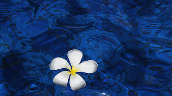 Plumeria alba, Frangipani Flowers HD wallpaper