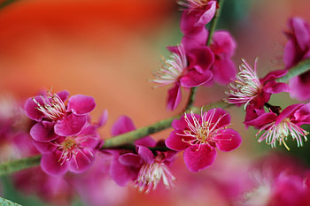 Spring, pink, flower, blossom HD wallpaper
