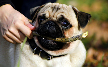 Animals, Dog, Sight, Opinion, Puppy, Pug HD wallpaper