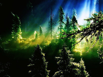 Mist in the pines, rays, sunlight, light, green, trees, pines HD wallpaper