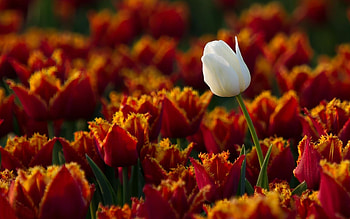Plants, Flowers HD wallpaper