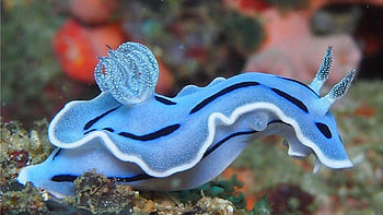 blue seaslug, blue, plant, seaslug, water, stones HD wallpaper