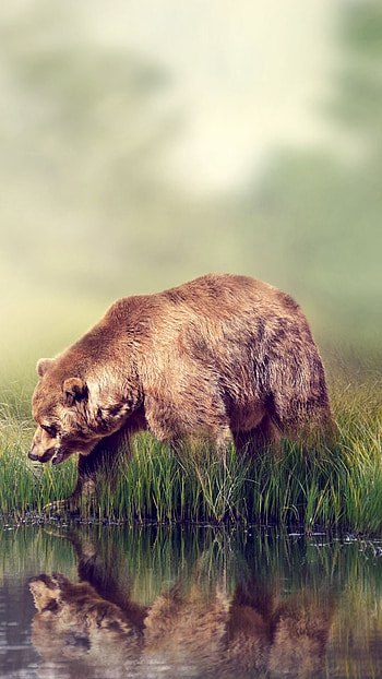lockscreen background, Bear species collection, Wildlife admiration, Nature's wonders HD phone wallpaper