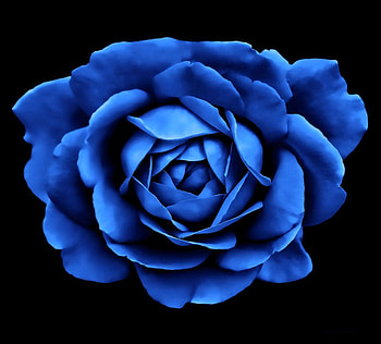 Petals in blue, blue, rose, black, flower HD wallpaper