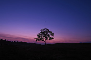 Dark Sky Tree Purple Sky Nature, nature, purple, sky, trees, moon HD wallpaper