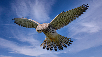 Animal, bird HD wallpaper