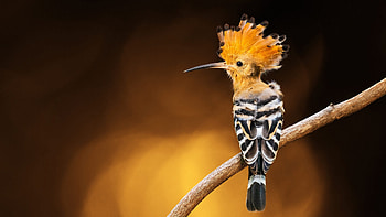 Hoopoe, animal, nature, bird HD wallpaper