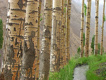 OF HUNZA (RIO HUNZAI), , danyore, hunza gilgit, rio hunzai HD wallpaper