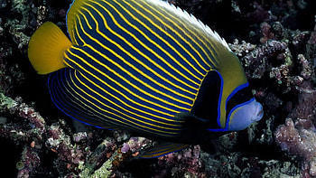 Animals, Striped, To Swim, Swim, Fish HD wallpaper