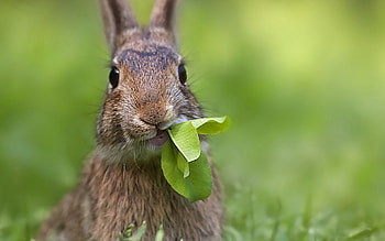 Animals, Rabbits HD wallpaper