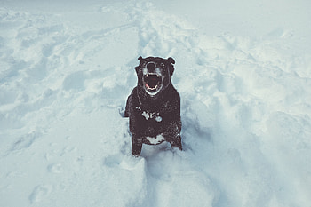 Animals, Snow, Grin, Dog HD wallpaper