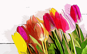 tulip bouquet, , vector art, tulip bouquet drawing, creative art, tulip bouquet art, vector drawing, abstract flowers, tulips HD wallpaper