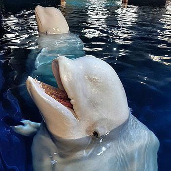 Beluga Whales, Open water sanctuary, Sea Life Trust, Wildlife conservation HD phone wallpaper