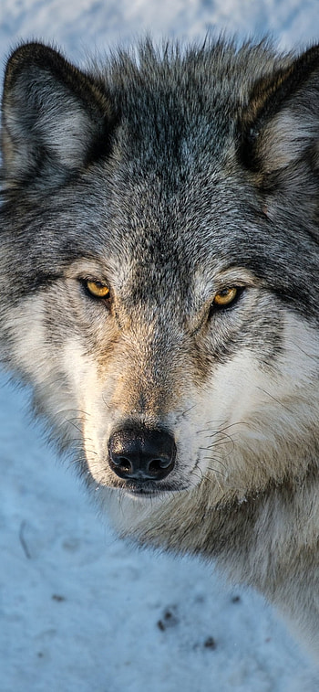 Animal, wolf HD phone wallpaper