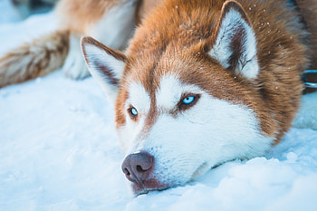 Siberian Husky In Snow, siberian-husky, animals, dog HD wallpaper