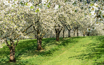 Flowering Cherry Orchard, orchard, cherry, blossoms, trees, spring HD wallpaper