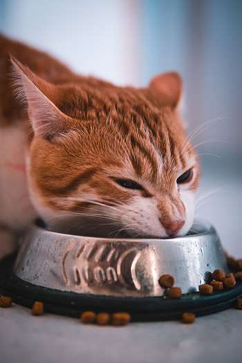 Animals, Cat, Muzzle, Bowl, Redhead, Feed HD phone wallpaper