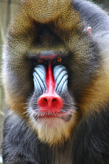 Mandrill baboon, Zoo animals, Captivating portraits, Animal kingdom HD phone wallpaper