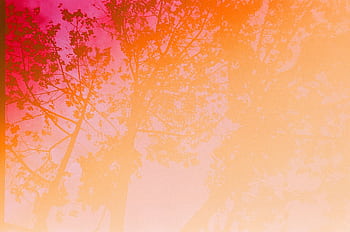Artistic view of tree silhouettes against a vibrant pink and orange sky, capturing nature's beauty. HD wallpaper