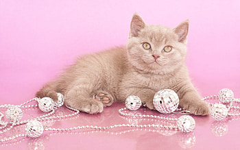 Animals, Decorations, Kitty, Kitten, Beads, Sight, Opinion, Shoot, ession HD wallpaper